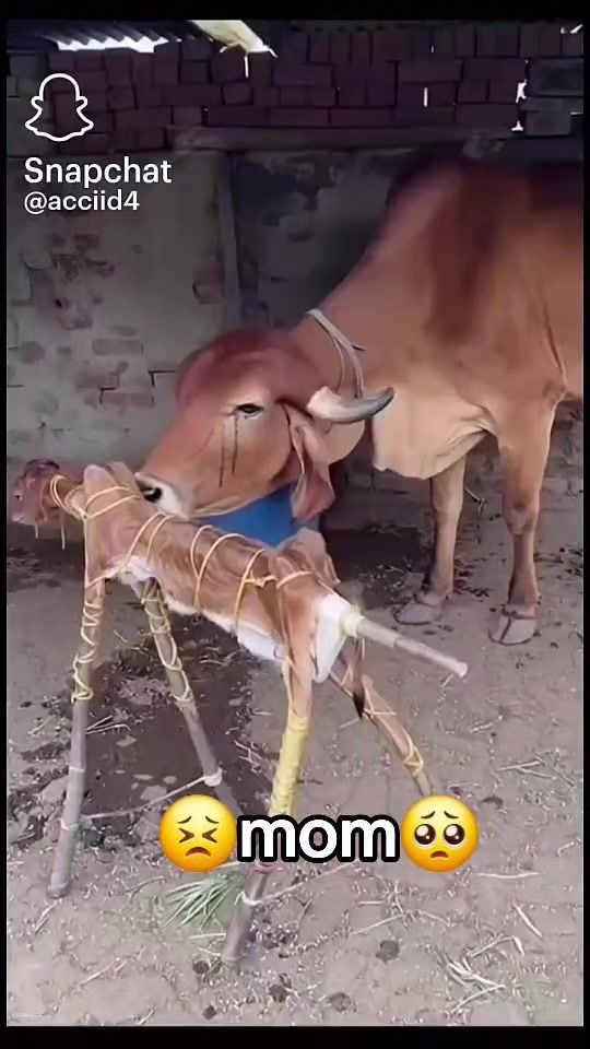 TikTok video thumbnail by qafar804