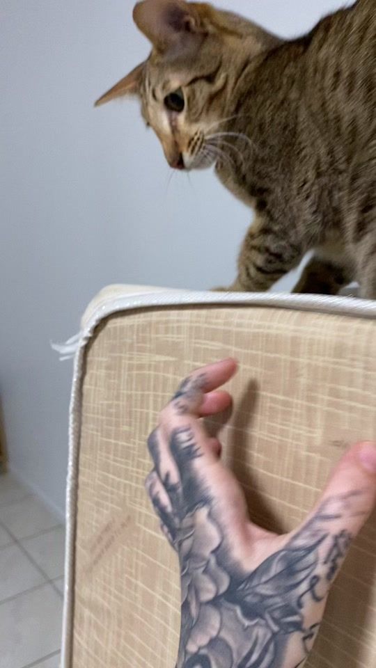 TikTok video thumbnail by curtbomb