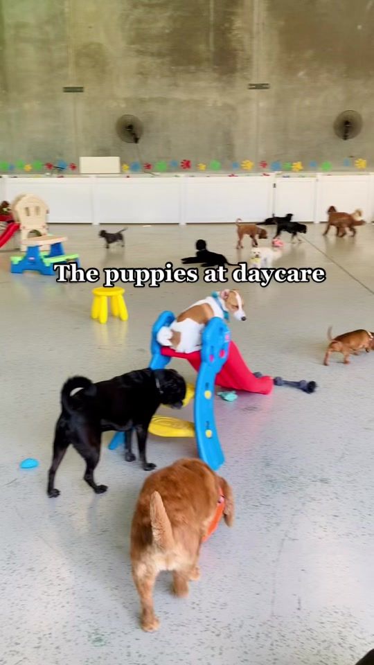 TikTok video thumbnail by fetchnfundoggydaycare