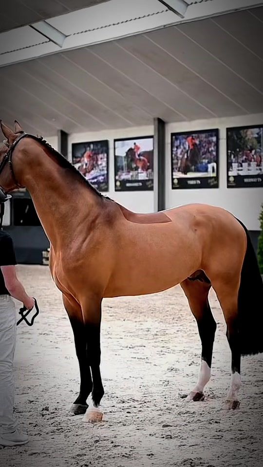 TikTok video thumbnail by _equineedits