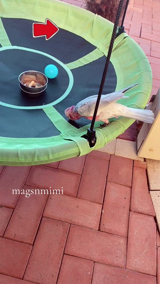 TikTok video thumbnail by mags_n_mimi