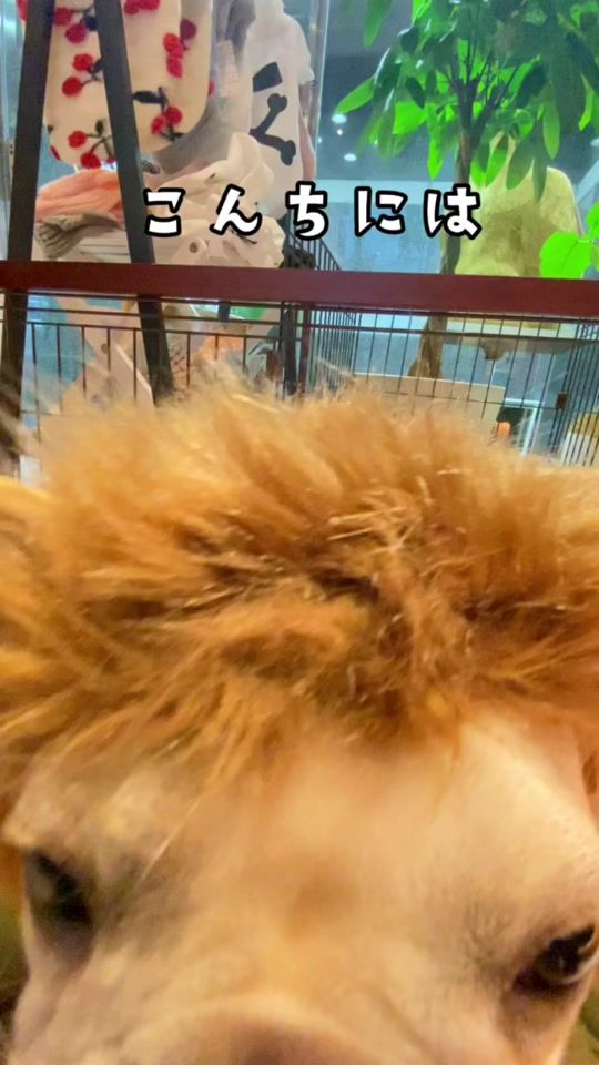 TikTok video thumbnail by sunkichi_dog