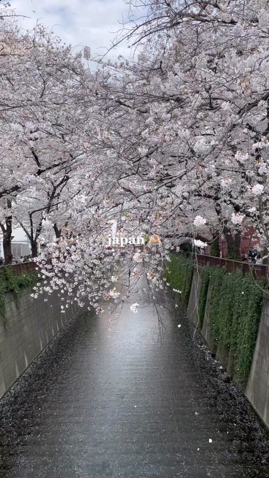 TikTok video thumbnail by yuialice