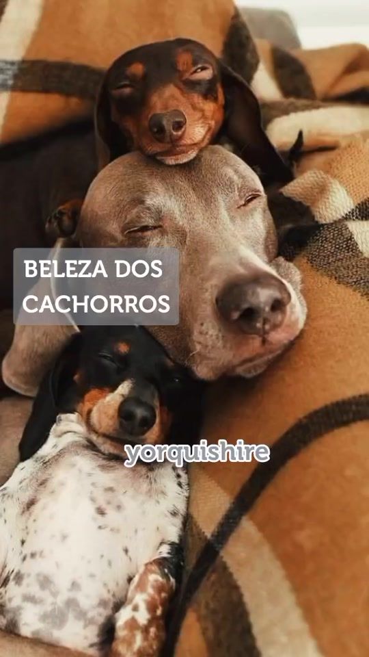 TikTok video thumbnail by coisas._.aleatoriah