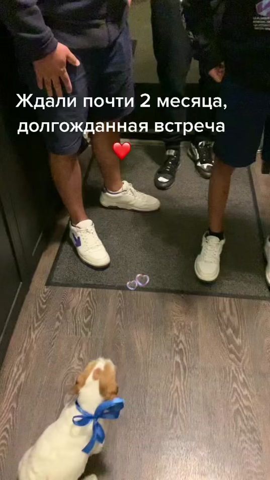 TikTok video thumbnail by jackrussellbestjack