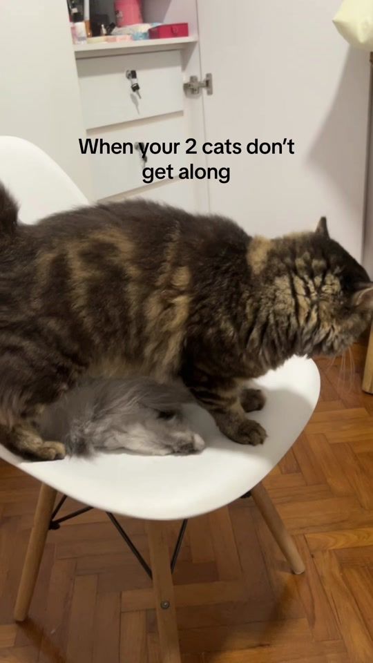TikTok video thumbnail by thekittycat.jpeg