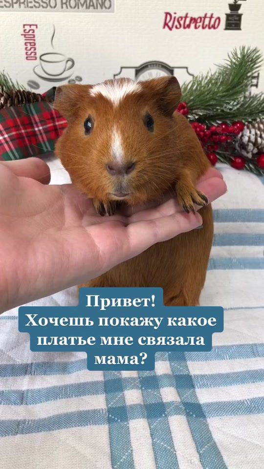 TikTok video thumbnail by sonya_tilya