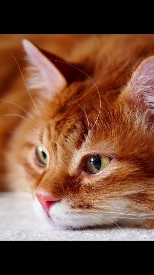 TikTok video thumbnail by lovecats824