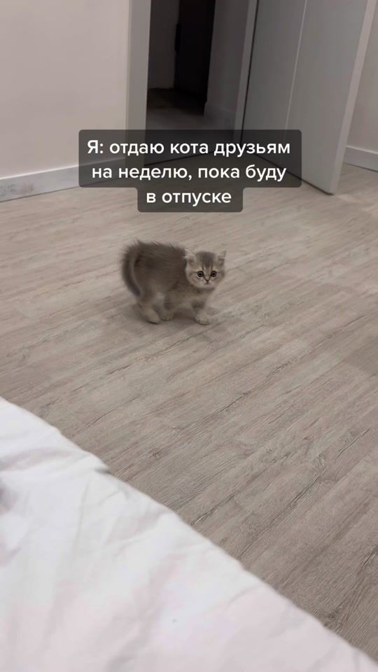 TikTok video thumbnail by cotcotcothoch