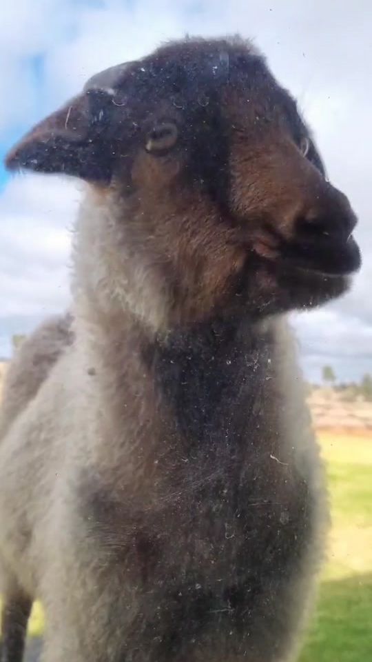 TikTok video thumbnail by emmarhowie