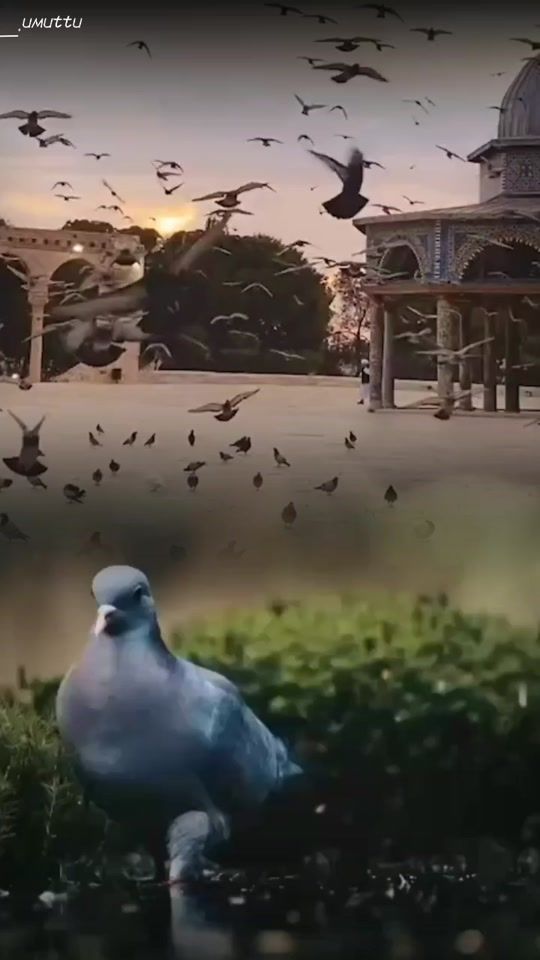 TikTok video thumbnail by 1_.umuttu