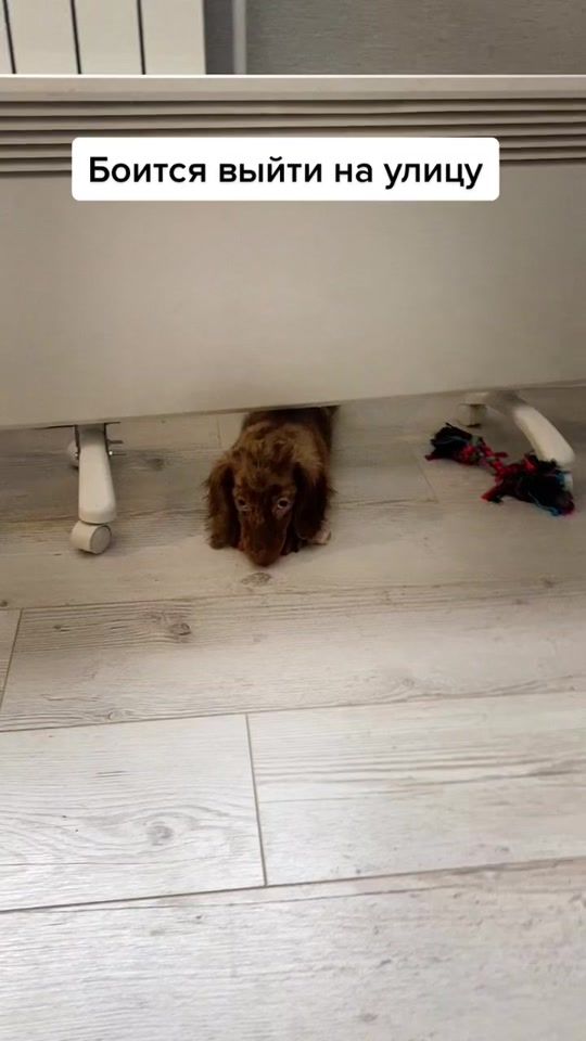 TikTok video thumbnail by dosandog
