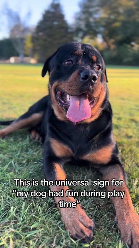 TikTok video thumbnail by harleyandchop