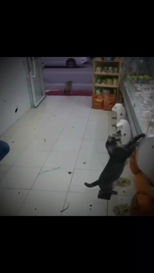 TikTok video thumbnail by dinamik.444