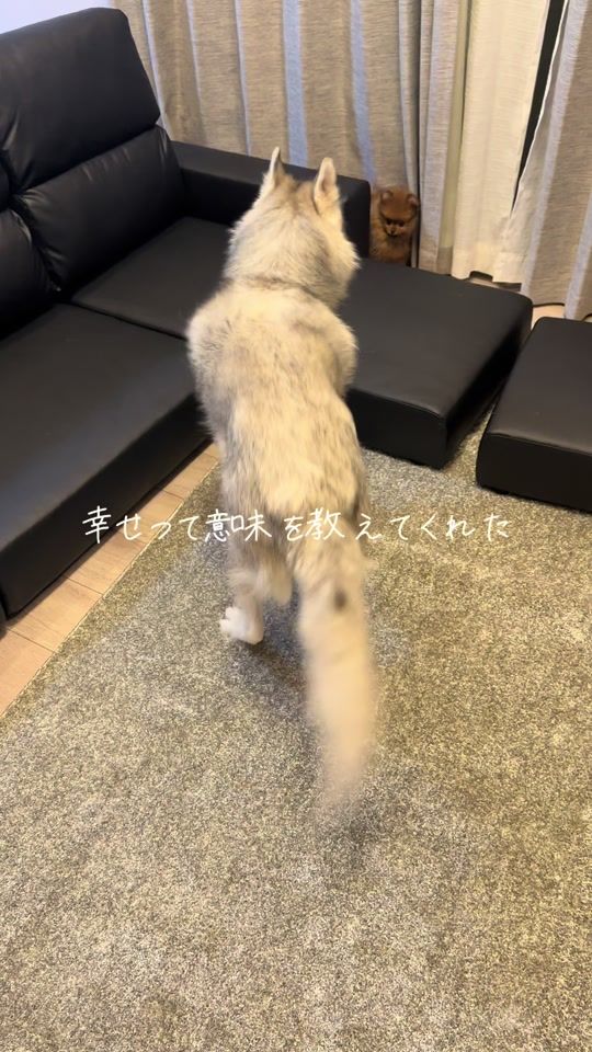 TikTok video thumbnail by sakuramochi8