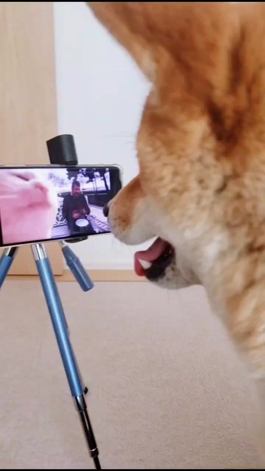 TikTok video thumbnail by shibakoma