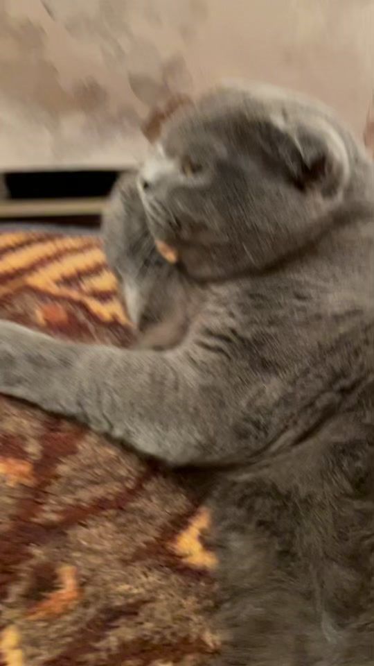 TikTok video thumbnail by pirtdanofficial