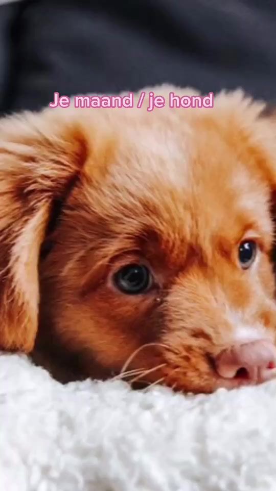 TikTok video thumbnail by louloutje_1909