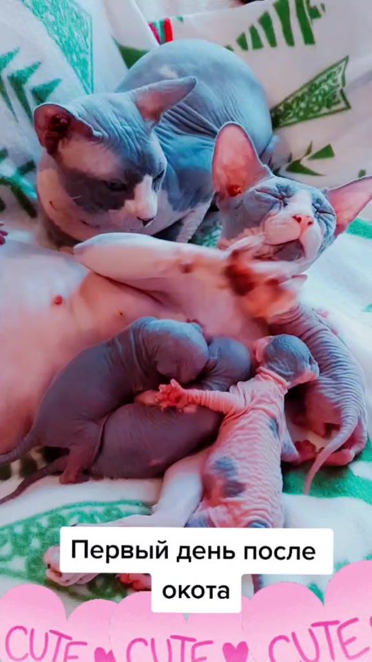 TikTok video thumbnail by catsjoy