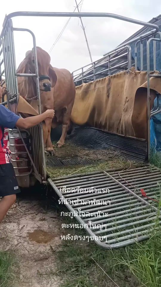 TikTok video thumbnail by dyal4j98xgbh