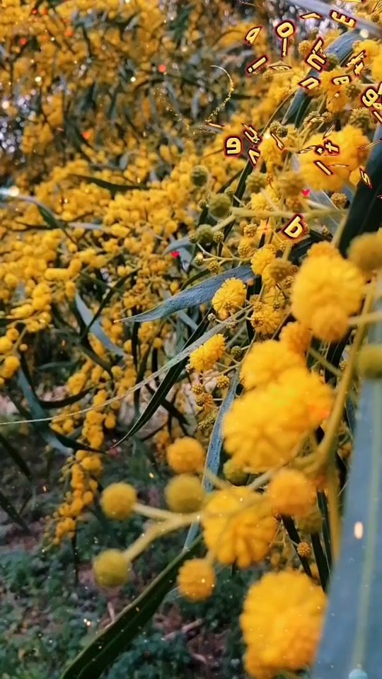 TikTok video thumbnail by doleacecilia