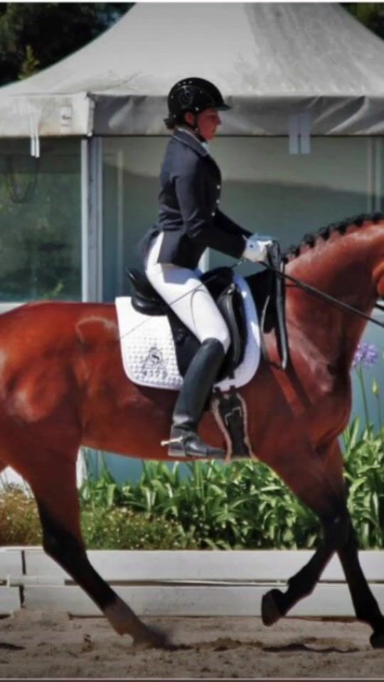 TikTok video thumbnail by _horse_zone_