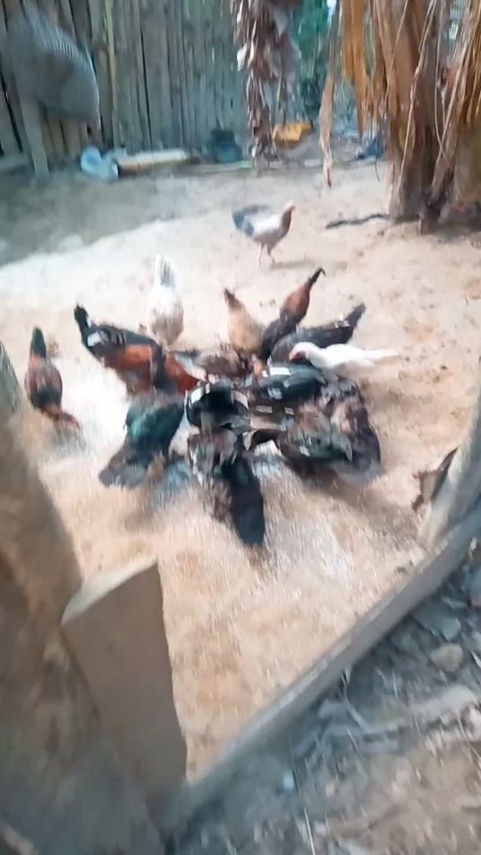 TikTok video thumbnail by user870803477
