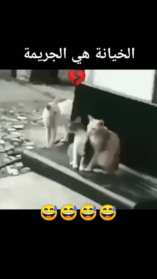 TikTok video thumbnail by kingofwars55