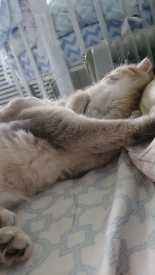 TikTok video thumbnail by mahoucattery