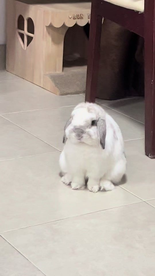 TikTok video thumbnail by chubbyluca