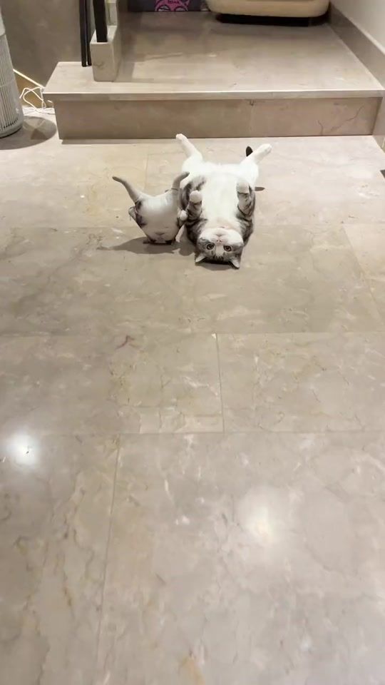 TikTok video thumbnail by your_cutepet