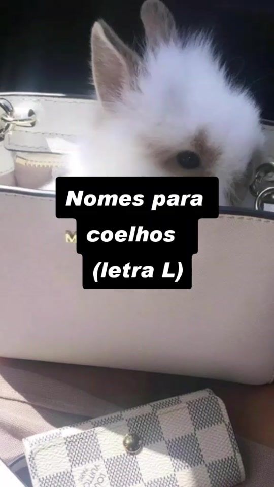 TikTok video thumbnail by amantedecoelhos