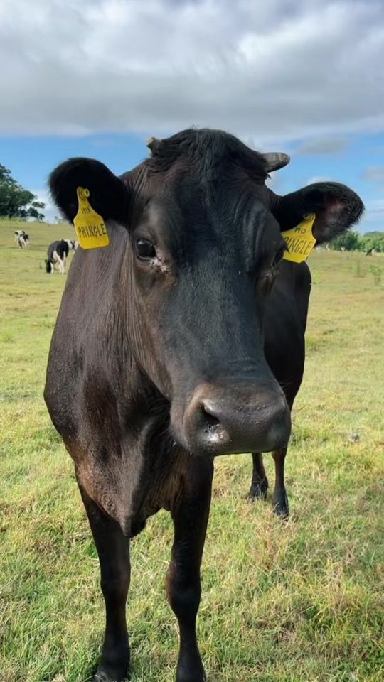 TikTok video thumbnail by big_farmer_andy
