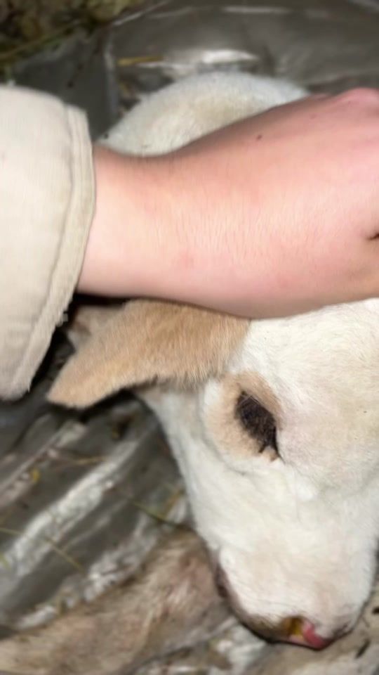 TikTok video thumbnail by twoheaded.calf3