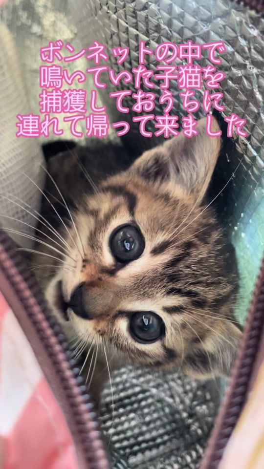 TikTok video thumbnail by ramu_rio