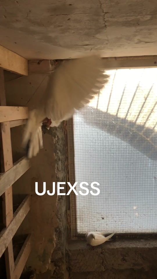 TikTok video thumbnail by 35dd202