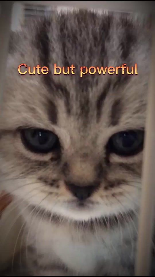 TikTok video thumbnail by kittenmeow555