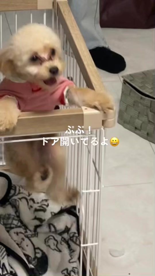 TikTok video thumbnail by pinopupu1978