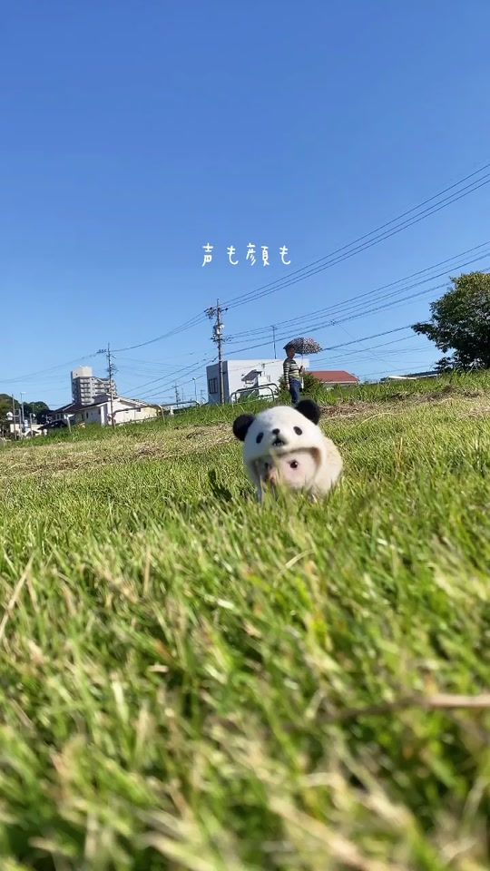 TikTok video thumbnail by wasabi_harihari