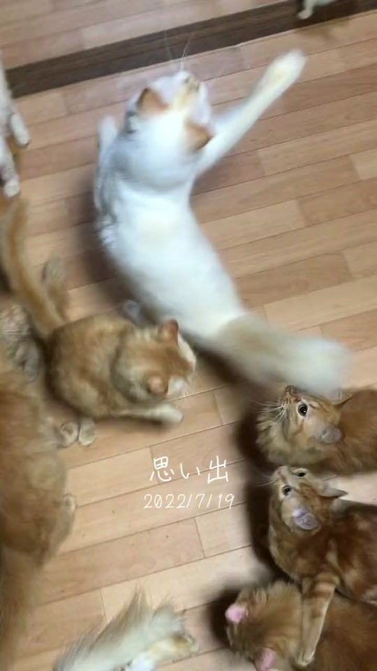 TikTok video thumbnail by t.1107.t