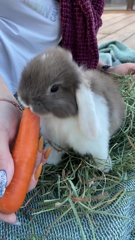 TikTok video thumbnail by funny_krolik