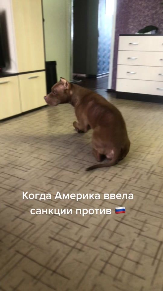 TikTok video thumbnail by dasha_zena