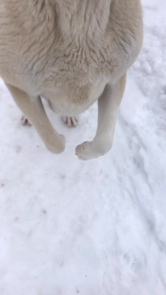 TikTok video thumbnail by alabay_aleksa