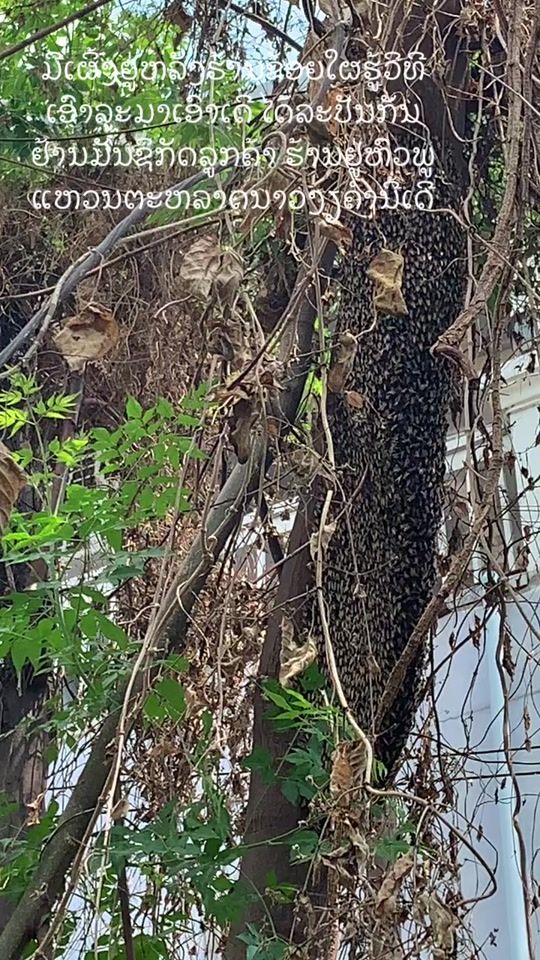 TikTok video thumbnail by beebee_lpb