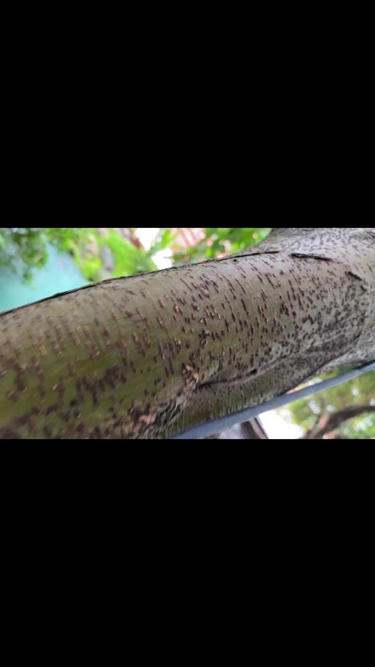 TikTok video thumbnail by chatchai7377
