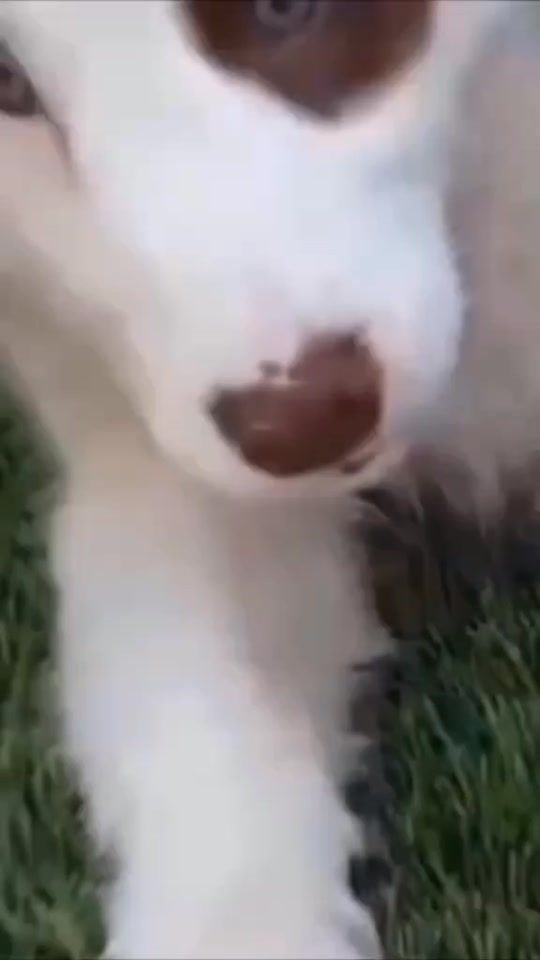 TikTok video thumbnail by _edits_animals1