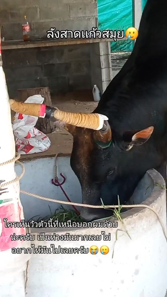TikTok video thumbnail by thiradet_2550
