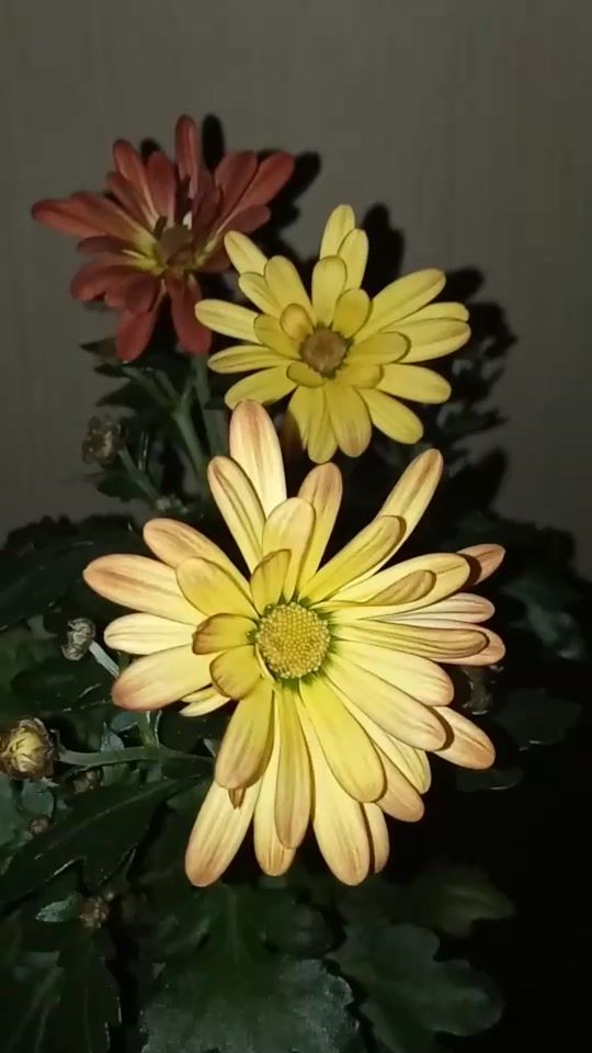 TikTok video thumbnail by alena_68rus