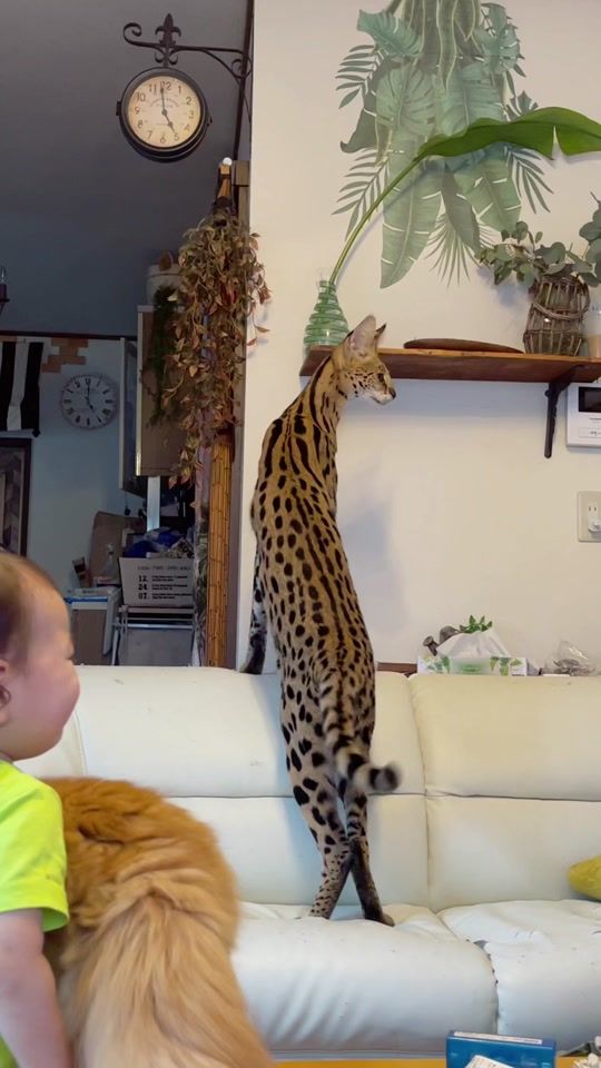 TikTok video thumbnail by monkey.cat39