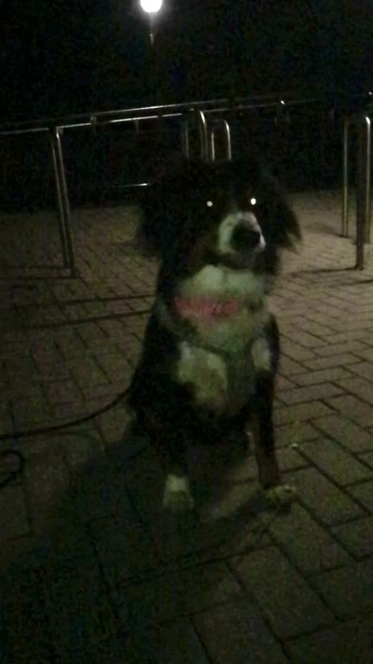 TikTok video thumbnail by mixdog.bella